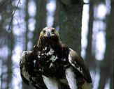 Orzeł_Przedni (Aquila hrysaetos) - Golden eagle