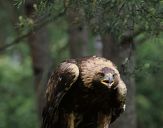 Orzeł_Przedni (Aquila hrysaetos) - Golden eagle