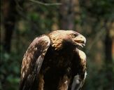 Orzeł_Przedni (Aquila hrysaetos) - Golden eagle