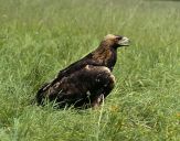 Orzeł_Przedni (Aquila hrysaetos) - Golden eagle