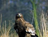 Orlik grubodzioby ( Aquila clanga ) - Spotted eagle