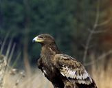 Orlik grubodzioby ( Aquila clanga ) - Spotted eagle