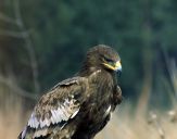 Orlik grubodzioby ( Aquila clanga ) - Spotted eagle