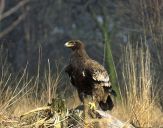 Orlik grubodzioby ( Aquila clanga ) - Spotted eagle