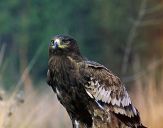 Orlik grubodzioby ( Aquila clanga ) - Spotted eagle