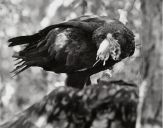 Orlik grubodzioby ( Aquila clanga ) - Spotted eagle