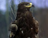 Orlik grubodzioby ( Aquila clanga ) - Spotted eagle