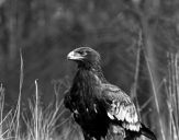 Orlik grubodzioby ( Aquila clanga ) - Spotted eagle