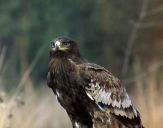 Orlik grubodzioby ( Aquila clanga ) - Spotted eagle