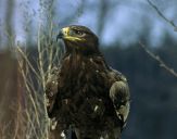 Orlik grubodzioby ( Aquila clanga ) - Spotted eagle