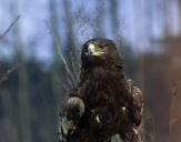 Orlik grubodzioby ( Aquila clanga ) - Spotted eagle