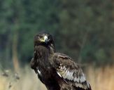 Orlik grubodzioby ( Aquila clanga ) - Spotted eagle