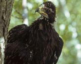 Orlik grubodzioby ( Aquila clanga ) - Spotted eagle