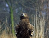 Orlik grubodzioby ( Aquila clanga ) - Spotted eagle