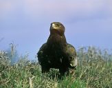 Orlik grubodzioby ( Aquila clanga ) - Spotted eagle