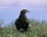 Orlik grubodzioby ( Aquila clanga ) - Spotted eagle