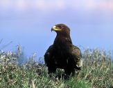 Orlik grubodzioby ( Aquila clanga ) - Spotted eagle