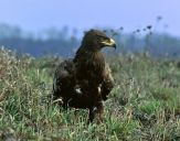 Orlik grubodzioby ( Aquila clanga ) - Spotted eagle