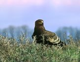 Orlik grubodzioby ( Aquila clanga ) - Spotted eagle