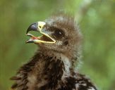 Orlik grubodzioby ( Aquila clanga ) - Spotted eagle