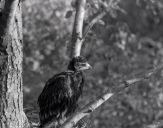 Orlik grubodzioby ( Aquila clanga ) - Spotted eagle