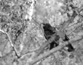 Orlik grubodzioby ( Aquila clanga ) - Spotted eagle