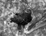 Orlik grubodzioby ( Aquila clanga ) - Spotted eagle