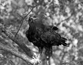 Orlik grubodzioby ( Aquila clanga ) - Spotted eagle