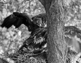 Orlik grubodzioby ( Aquila clanga ) - Spotted eagle