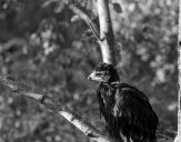 Orlik grubodzioby ( Aquila clanga ) - Spotted eagle