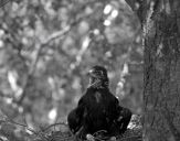 Orlik grubodzioby ( Aquila clanga ) - Spotted eagle