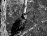 Orlik grubodzioby ( Aquila clanga ) - Spotted eagle