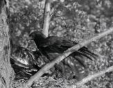 Orlik grubodzioby ( Aquila clanga ) - Spotted eagle