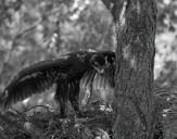 Orlik grubodzioby ( Aquila clanga ) - Spotted eagle