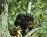 Orlik grubodzioby ( Aquila clanga ) - Spotted eagle