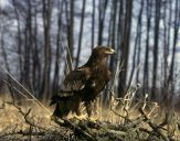 Orlik grubodzioby ( Aquila clanga ) - Spotted eagle