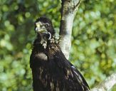 Orlik grubodzioby ( Aquila clanga ) - Spotted eagle