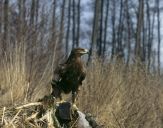 Orlik grubodzioby ( Aquila clanga ) - Spotted eagle