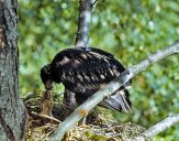 Orlik grubodzioby ( Aquila clanga ) - Spotted eagle