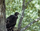 Orlik grubodzioby ( Aquila clanga ) - Spotted eagle