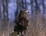 Orlik grubodzioby ( Aquila clanga ) - Spotted eagle