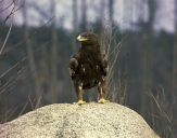 Orlik grubodzioby ( Aquila clanga ) - Spotted eagle