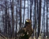 Orlik grubodzioby ( Aquila clanga ) - Spotted eagle