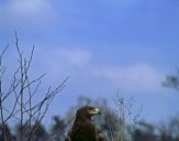 Orlik grubodzioby ( Aquila clanga ) - Spotted eagle