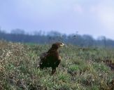 Orlik grubodzioby ( Aquila clanga ) - Spotted eagle