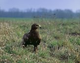 Orlik grubodzioby ( Aquila clanga ) - Spotted eagle