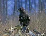 Orlik grubodzioby ( Aquila clanga ) - Spotted eagle