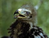 Orlik grubodzioby ( Aquila clanga ) - Spotted eagle