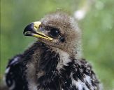 Orlik grubodzioby ( Aquila clanga ) - Spotted eagle