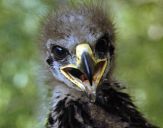 Orlik grubodzioby ( Aquila clanga ) - Spotted eagle